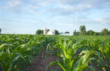 photodune-20501081-young-corn-plants-in-field-with-farm-in-the-distance-xxl