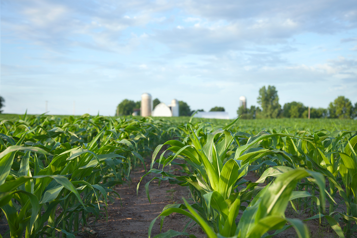 photodune-20501081-young-corn-plants-in-field-with-farm-in-the-distance-xxl