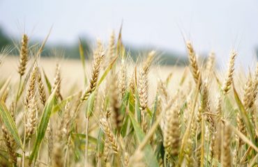 agriculture-arable-barley-blur-265216